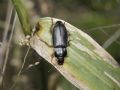 Anisodactylus binotatus